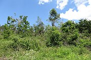 Triest2014_451_Waldschaden_Slowenien